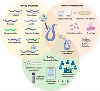 Toxicology of carbon nanomaterials in the Caenorhabditis elegans model: current status, characterization, and perspectives for testing harmonization